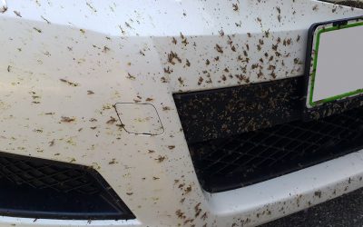 Remove Bugs from Your Car The Right Way