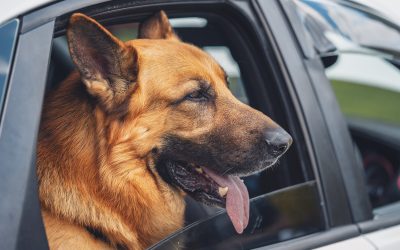 How to Remove Even Stubborn Pet Hair From Your Car’s Interior